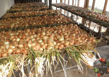 Revolutionizing Onion Farming: How New Cold Storage in Pampanga is Reducing Losses and Boosting Profits