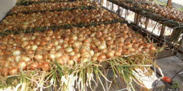 Revolutionizing Onion Farming: How New Cold Storage in Pampanga is Reducing Losses and Boosting Profits