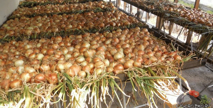 Revolutionizing Onion Farming: How New Cold Storage in Pampanga is Reducing Losses and Boosting Profits