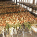 Revolutionizing Onion Farming: How New Cold Storage in Pampanga is Reducing Losses and Boosting Profits