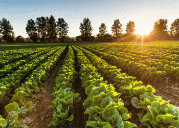 Kyrgyzstan’s Bold Leap: Naryn and Issyk-Kul to Become 100% Organic Farming Zones by 2029