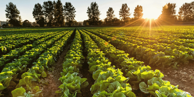 Kyrgyzstan’s Bold Leap: Naryn and Issyk-Kul to Become 100% Organic Farming Zones by 2029