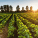 Kyrgyzstan’s Bold Leap: Naryn and Issyk-Kul to Become 100% Organic Farming Zones by 2029