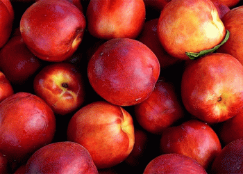 Nectarine Market Surge: How Rising Demand and Seasonal Shifts Are Shaping the 2024 Season