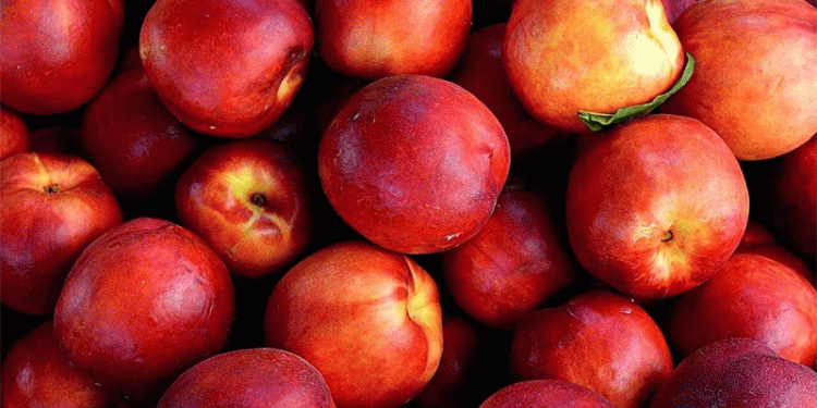Nectarine Market Surge: How Rising Demand and Seasonal Shifts Are Shaping the 2024 Season