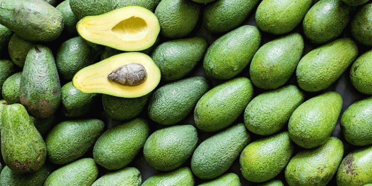 Spain’s Avocado Boom: 20% Surge in Production Thanks to Rainfall – Can the Recovery Last?