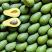 Spain’s Avocado Boom: 20% Surge in Production Thanks to Rainfall – Can the Recovery Last?