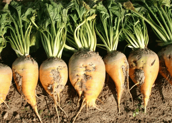 EU-UK Sugar Market Volatility: Weather Woes, Trade Shifts, and Pricing Pressures for 2025/26