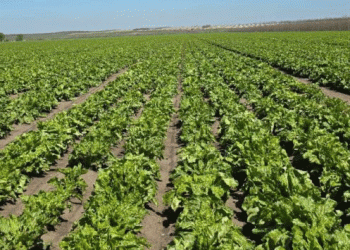 Breaking Ground: Hybrid Sugar Beet Seeds Cultivated in Ipatovsky District – A Step Toward Agricultural Self-Sufficiency