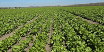 Breaking Ground: Hybrid Sugar Beet Seeds Cultivated in Ipatovsky District – A Step Toward Agricultural Self-Sufficiency