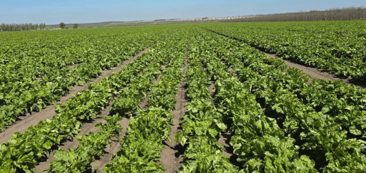 Breaking Ground: Hybrid Sugar Beet Seeds Cultivated in Ipatovsky District – A Step Toward Agricultural Self-Sufficiency