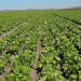 Breaking Ground: Hybrid Sugar Beet Seeds Cultivated in Ipatovsky District – A Step Toward Agricultural Self-Sufficiency