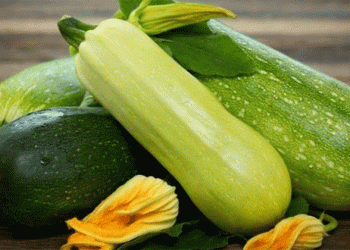 Spain’s Zucchini Trade Boom: Exports Up 46.6%, Imports Surge 79.8% – Key Insights for Agri-Professionals