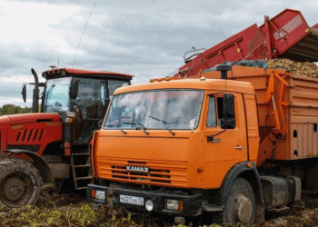 Tymen Farmers Harvest Early: 300 Tons of Potatoes and Strong Belarusian Ties Boost Yields