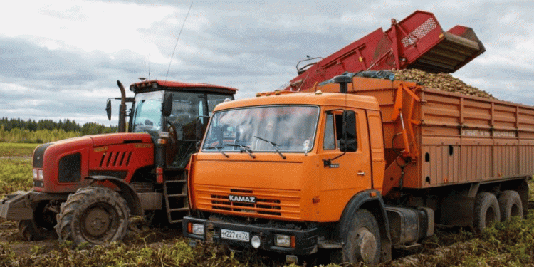 Tymen Farmers Harvest Early: 300 Tons of Potatoes and Strong Belarusian Ties Boost Yields