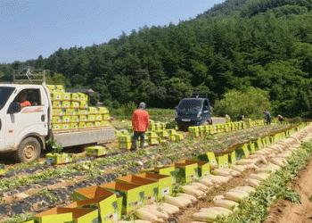 Stabilizing Summer Cabbage and Radish Prices: South Korea’s Proactive Supply-Demand Management Strategy