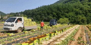 Stabilizing Summer Cabbage and Radish Prices: South Korea’s Proactive Supply-Demand Management Strategy