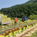 Stabilizing Summer Cabbage and Radish Prices: South Korea’s Proactive Supply-Demand Management Strategy