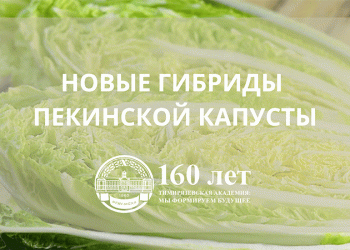 Breakthrough in Cabbage Farming: Tимирязевские Scientists Unveil Disease-Resistant, Long-Storing Peking Cabbage Hybrids