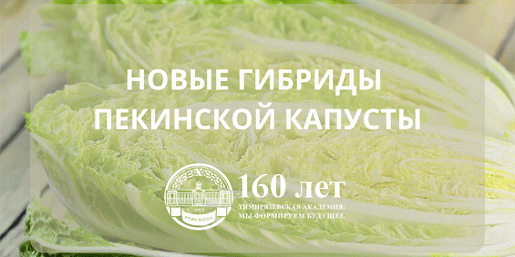 Breakthrough in Cabbage Farming: Tимирязевские Scientists Unveil Disease-Resistant, Long-Storing Peking Cabbage Hybrids