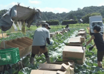 Cool Climate, Superior Taste: How Nagano’s ‘Shinshu 868’ Cabbage Thrives in Alpine Conditions