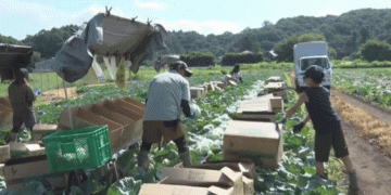 Cool Climate, Superior Taste: How Nagano’s ‘Shinshu 868’ Cabbage Thrives in Alpine Conditions