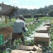 Cool Climate, Superior Taste: How Nagano’s ‘Shinshu 868’ Cabbage Thrives in Alpine Conditions