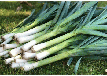 Vegetable Price Surge in Ponorogo: Market Shifts, Supply Shortages, and What Farmers Should Know