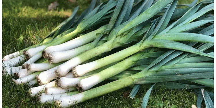 Vegetable Price Surge in Ponorogo: Market Shifts, Supply Shortages, and What Farmers Should Know