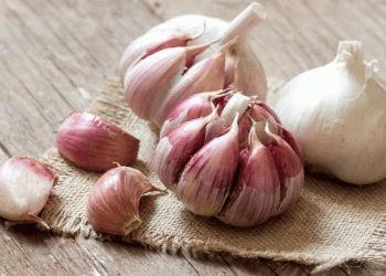 Voghiera Garlic Harvest Begins: High Hopes for Yield and Quality in Ferrara’s Dop Excellence