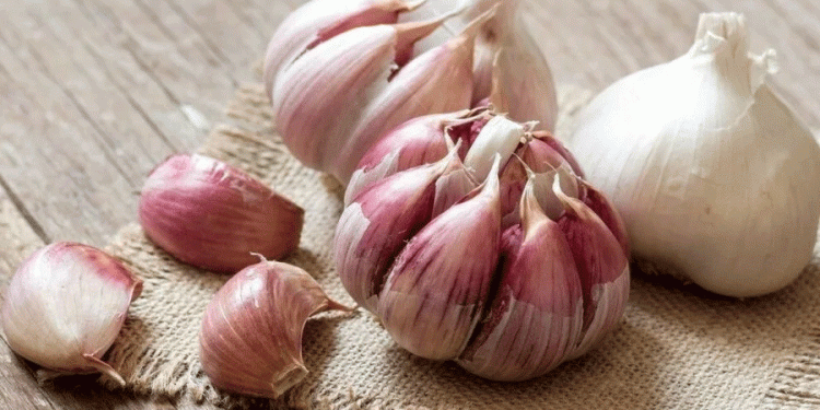 Voghiera Garlic Harvest Begins: High Hopes for Yield and Quality in Ferrara’s Dop Excellence