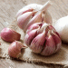Voghiera Garlic Harvest Begins: High Hopes for Yield and Quality in Ferrara’s Dop Excellence