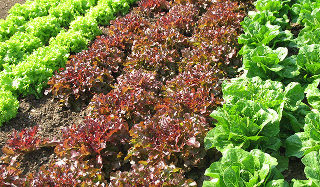 Iceberg Lettuce Market Update: Oversupply, Price Trends, and Seasonal Demand Shifts