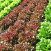 Iceberg Lettuce Market Update: Oversupply, Price Trends, and Seasonal Demand Shifts