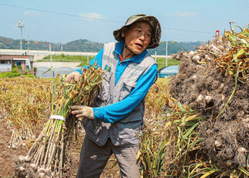 Uiseong’s Cold-Storage Garlic: High-Quality Harvest and Expanding Market Opportunities