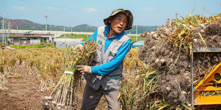 Uiseong’s Cold-Storage Garlic: High-Quality Harvest and Expanding Market Opportunities