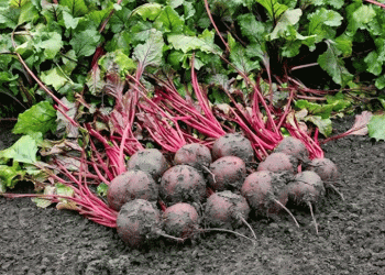 Pre-Gorye Farmers Set to Harvest 620 Tons of Carrots and 820 Tons of Beets: Modern Techniques and High-Yield Varieties Drive Success