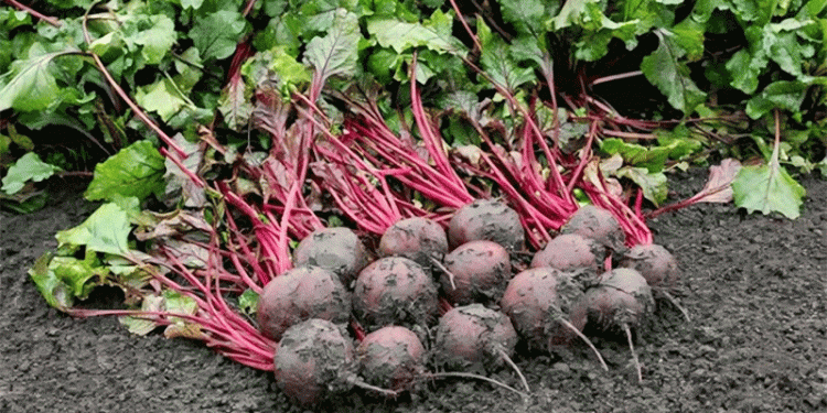 Pre-Gorye Farmers Set to Harvest 620 Tons of Carrots and 820 Tons of Beets: Modern Techniques and High-Yield Varieties Drive Success