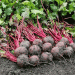 Pre-Gorye Farmers Set to Harvest 620 Tons of Carrots and 820 Tons of Beets: Modern Techniques and High-Yield Varieties Drive Success