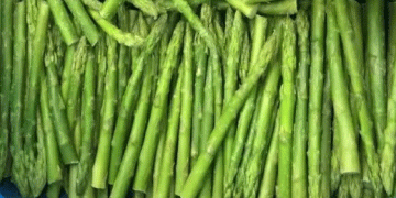 Andalusia’s Asparagus Crisis: 23% Drop in Cultivation Area Sparks Concerns Over Water Scarcity and Future Production