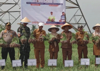 Boosting Shallot Production in Serang: A Strategic Move for Food Security and Economic Growth