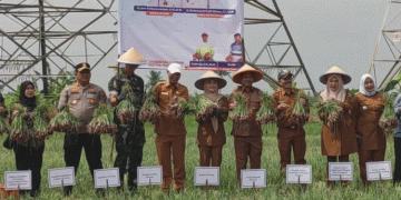 Boosting Shallot Production in Serang: A Strategic Move for Food Security and Economic Growth
