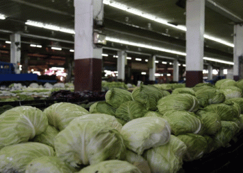 Typhoon Danas Aftermath: How Taiwan Stabilized Cabbage Supply and What Farmers Can Learn