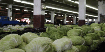 Typhoon Danas Aftermath: How Taiwan Stabilized Cabbage Supply and What Farmers Can Learn