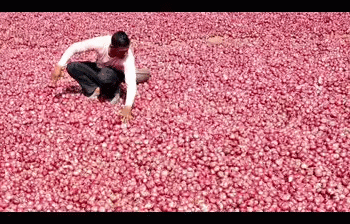 Nashik’s Onion Boom: Record 63% Surge in Summer Production – But Are Farmers Profiting?