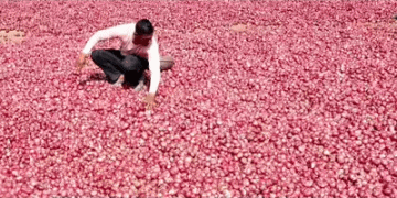 Nashik’s Onion Boom: Record 63% Surge in Summer Production – But Are Farmers Profiting?