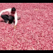 Nashik’s Onion Boom: Record 63% Surge in Summer Production – But Are Farmers Profiting?