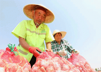 From Garlic to Prosperity: How Huabei’s Farmers Are Boosting Yields and Profits