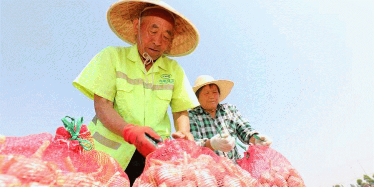 From Garlic to Prosperity: How Huabei’s Farmers Are Boosting Yields and Profits
