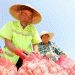 From Garlic to Prosperity: How Huabei’s Farmers Are Boosting Yields and Profits